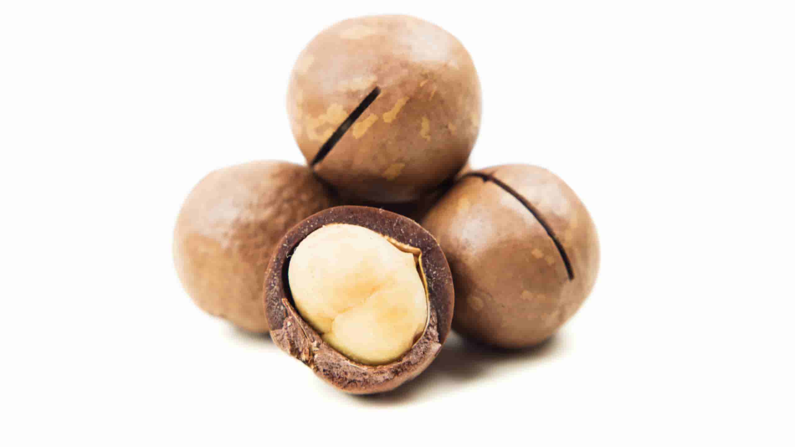 How to buy bulk macadamia nuts at wholesale prices