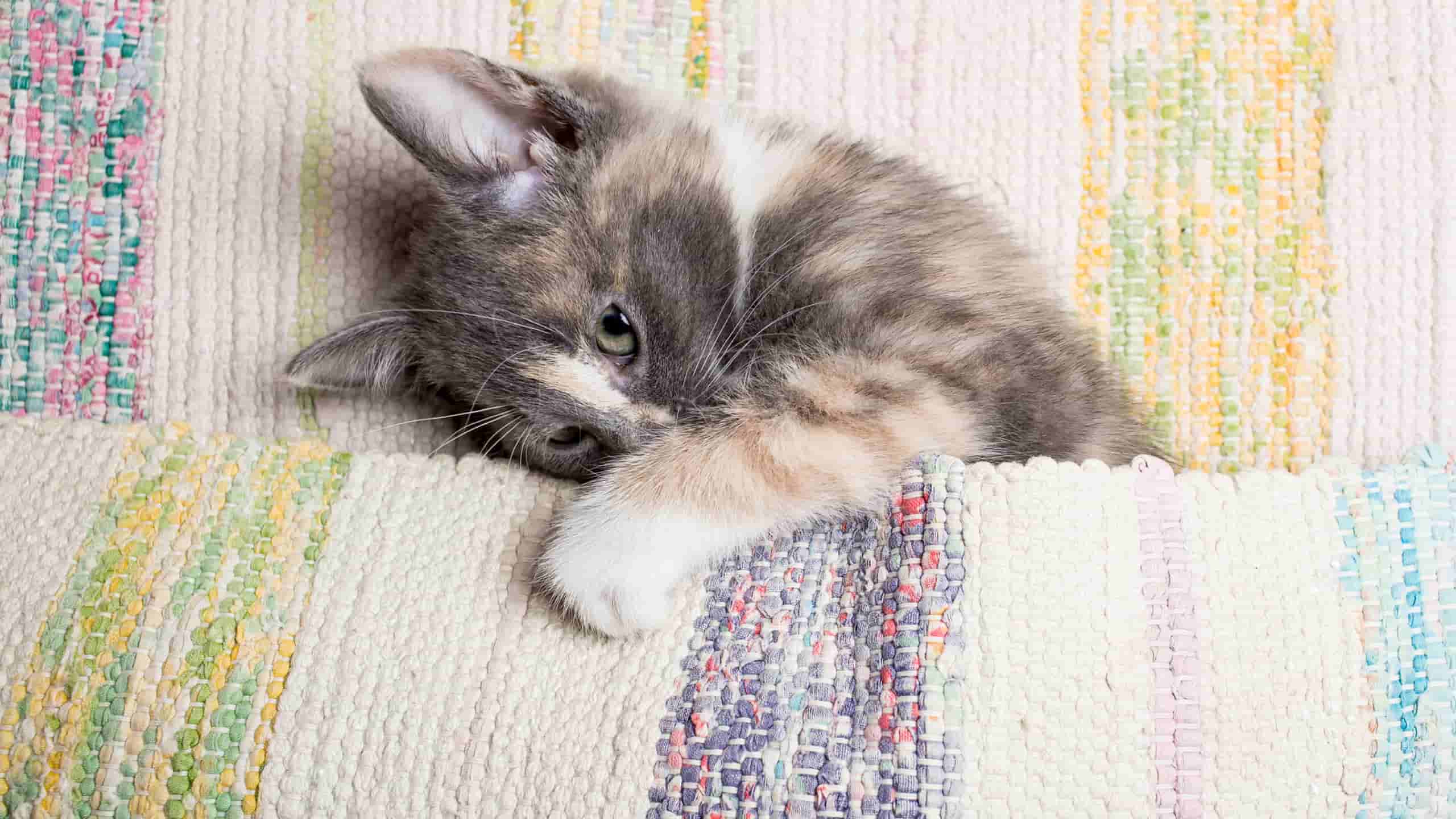 How to Use a Pet Grounding Mat for Training Your Furry Friend